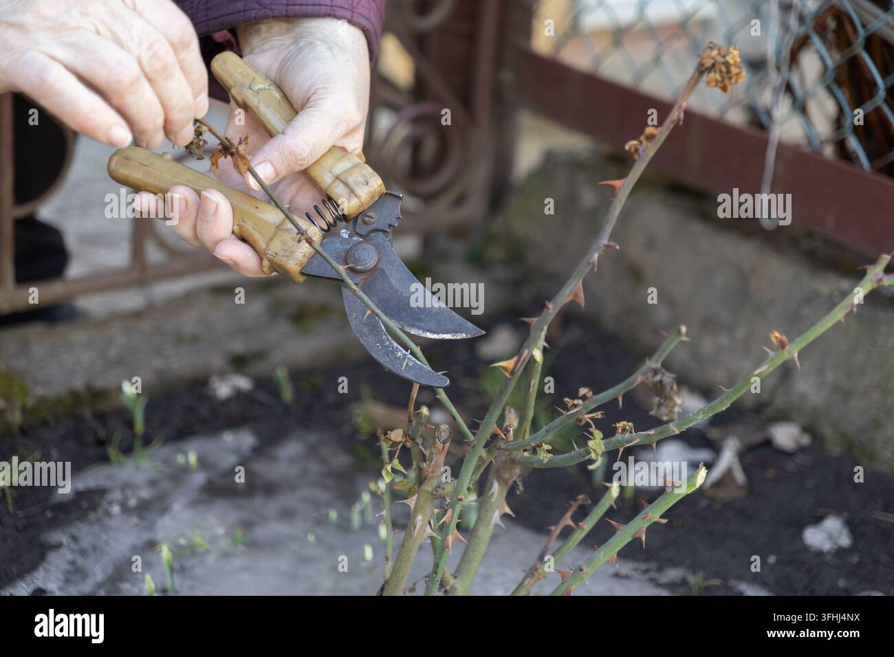 Des mains âgées utilisent des sécateurs en métal pour couper une branche épineuse de rosier lors du nettoyage printanier, symbolisant un soin diligent de la nature et un entretien rémunérateur du jardin Banque D'Images