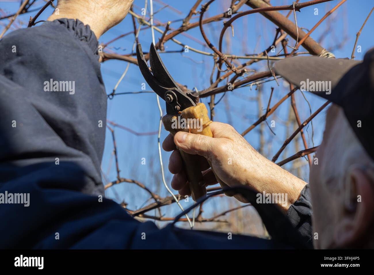 Un jardinier âgé utilise des ciseaux en métal portatifs pour tailler les branches dormantes d'une vigne, illustrant les techniques professionnelles de culture de verger et sus Banque D'Images