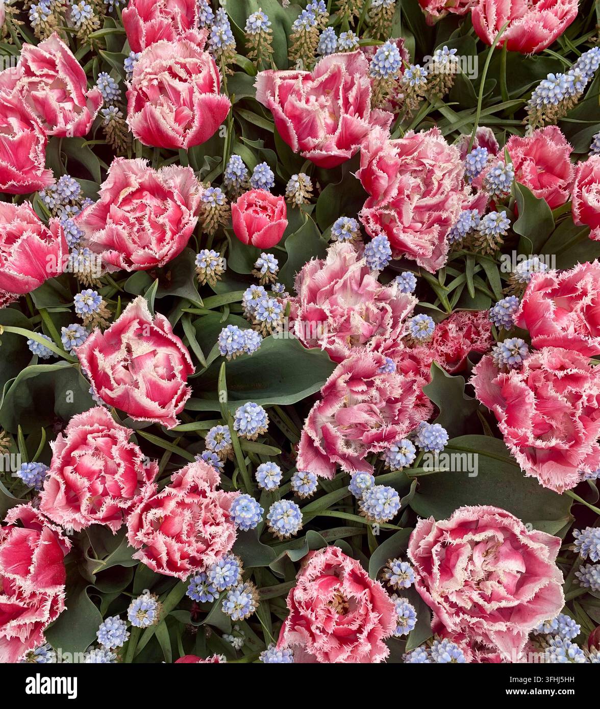 Tulipes doubles à franges roses vives et jacinthes bleues en grappes aux jardins de Keukenhof, Pays-Bas - Image de stock capturée avec un smartphone