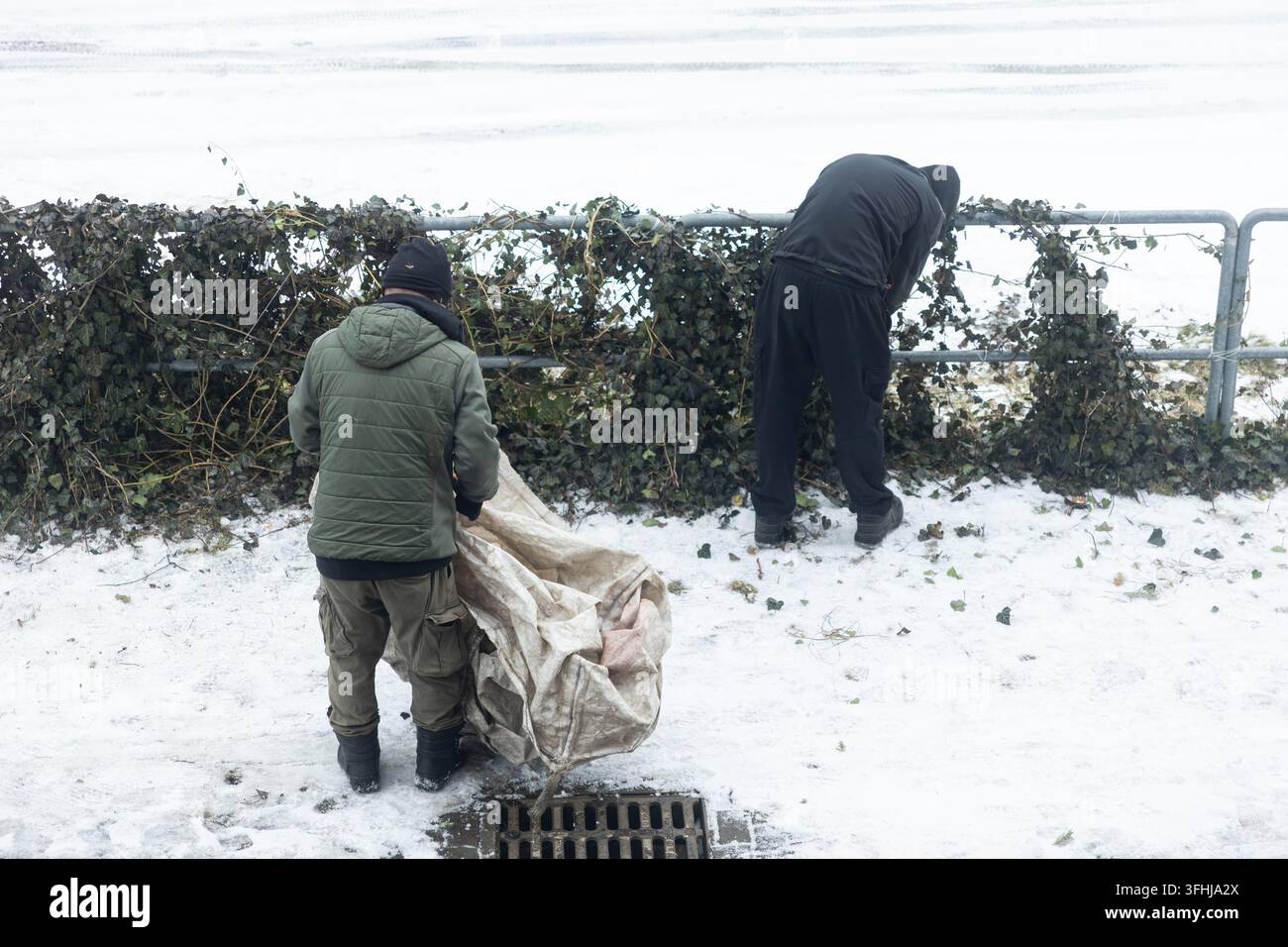 Des hommes enlèvent la végétation morte d'une barrière en treillis métallique par temps froid d'hiver, portant un sac lourd dans le cadre d'un effort professionnel d'aménagement paysager pour k Banque D'Images