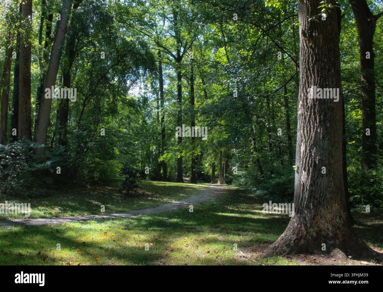 Un sentier de terre paisible bordé d'arbres serpentant à travers une forêt mature Banque D'Images