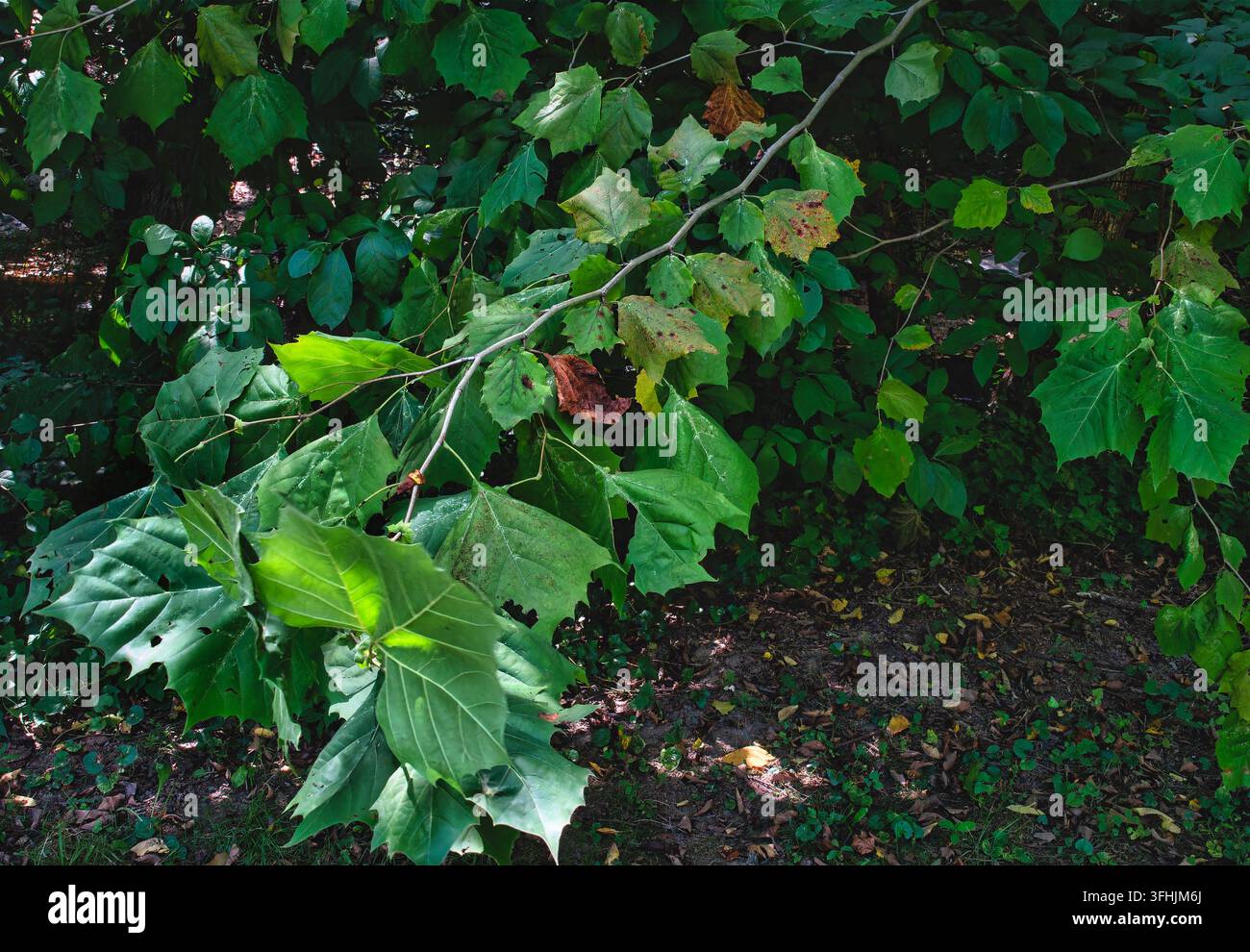Un platane d'Amérique (Platanus occidentalis), reconnu par ses grandes feuilles vertes lobées Banque D'Images