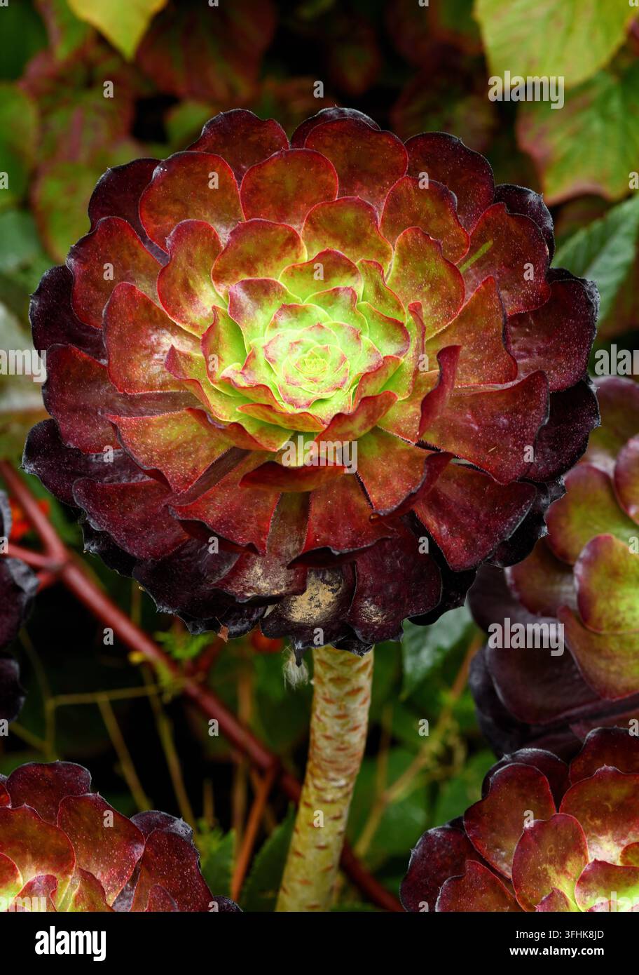 Une rosette vibrante d'Aeonium Schwarzkop en gros plan. Banque D'Images