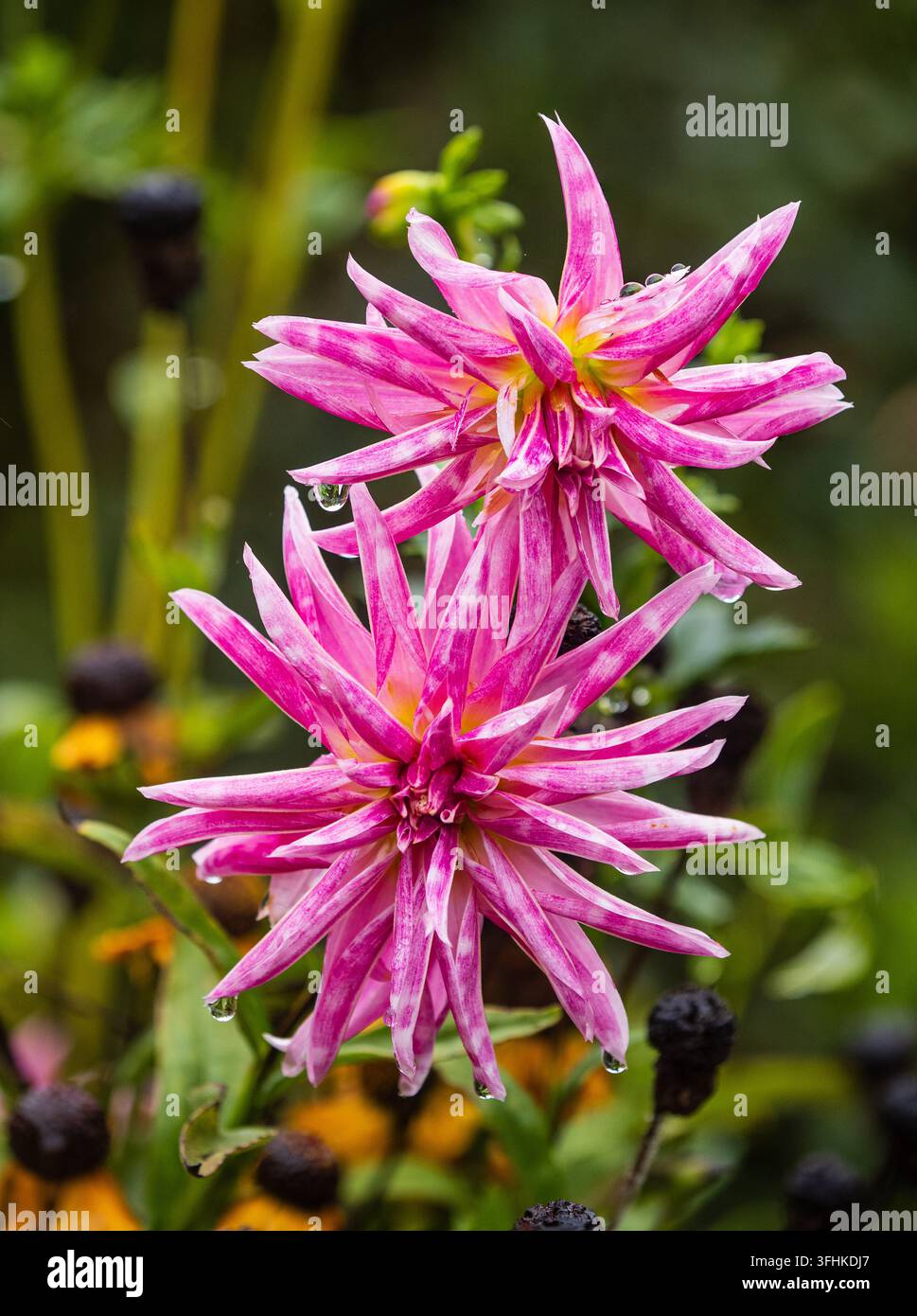 Fleurs semi-doubles roses d'été à automne de la plante vivace rubéole à floraison longue, Dahlia 'Karma Fuchsiana' Banque D'Images