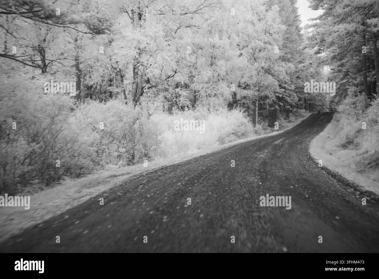 Une image d'une route de terre sinueuse à travers une forêt sous un filtre infrarouge. La scène présente des arbres et du feuillage dans diverses nuances, mettant en évidence des caractéristiques uniques Banque D'Images