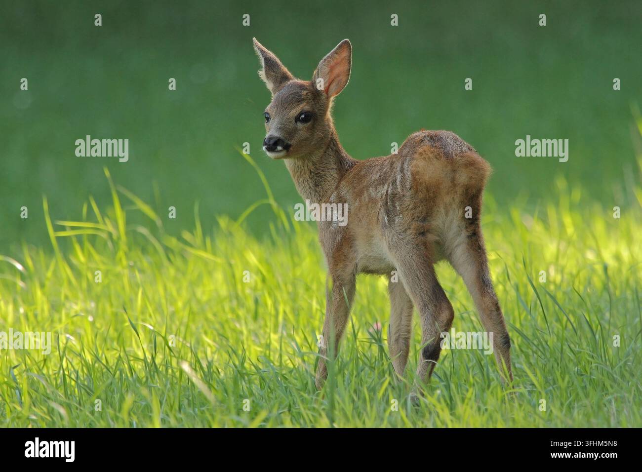 Biche dans un pré Banque D'Images