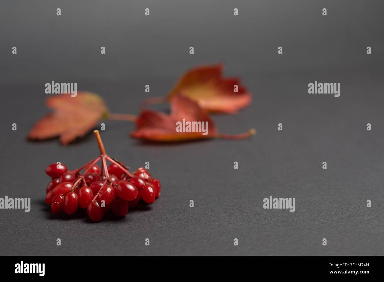 Grappille de baies de viburnum rouge avec feuille d'automne sur fond sombre Banque D'Images