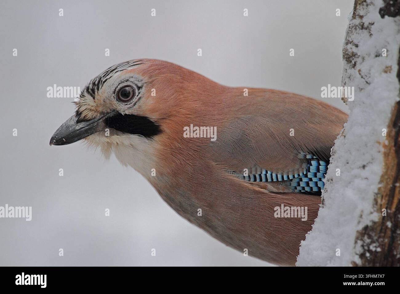 Geai des chênes (Garrulus glandarius) Banque D'Images