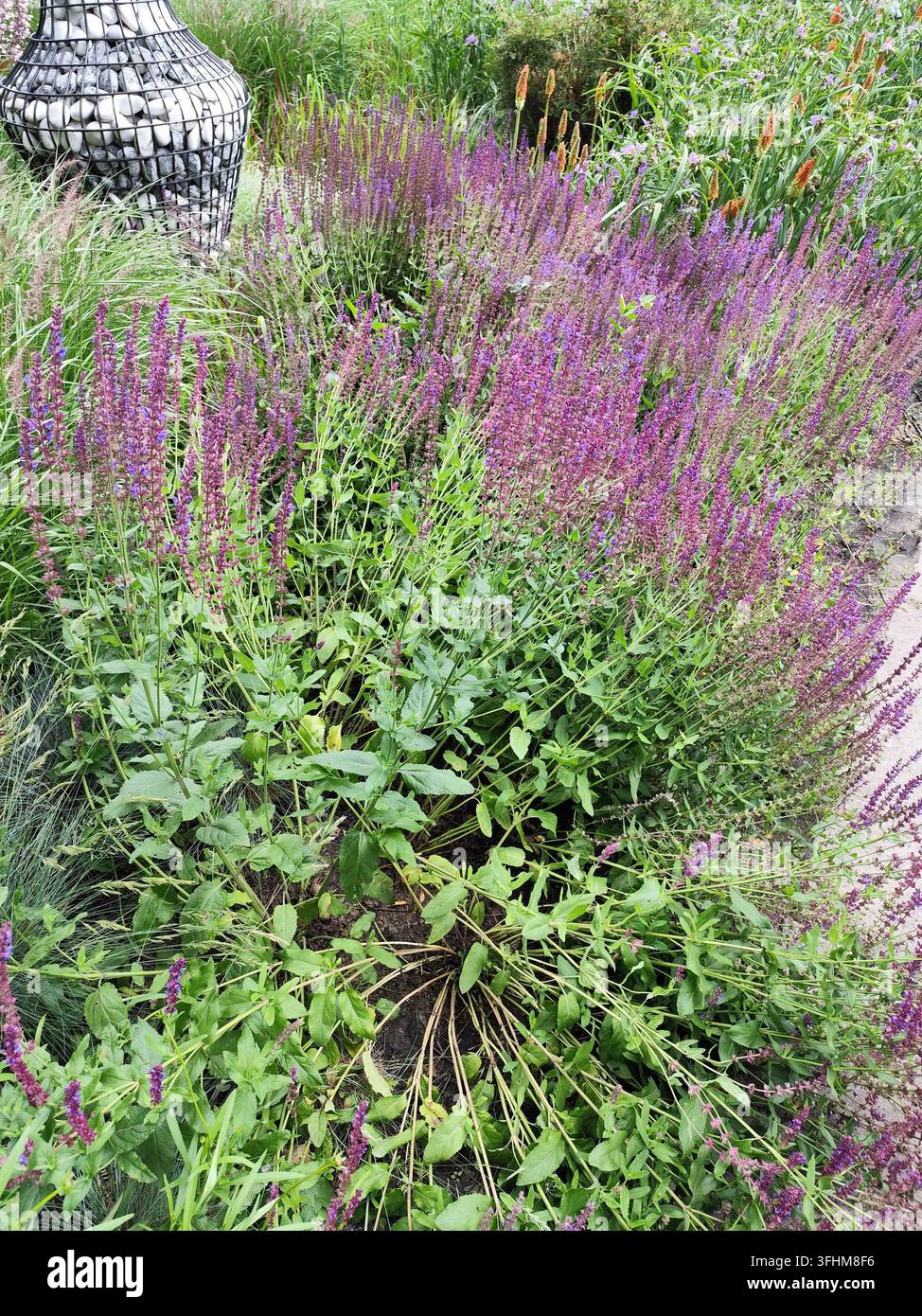 Buisson de sauge en fleurs avec des fleurs violettes de la sauge des prés dans un parterre de jardin d'été verdoyant. Ensemble de plantes variées. Jardinage naturel Banque D'Images