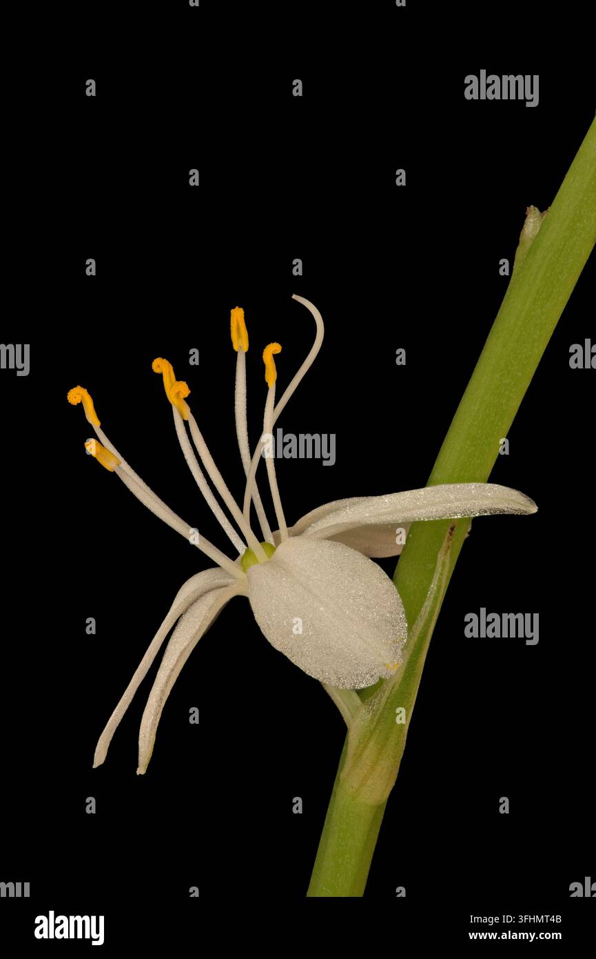 Chlorophytum comosum Banque D'Images