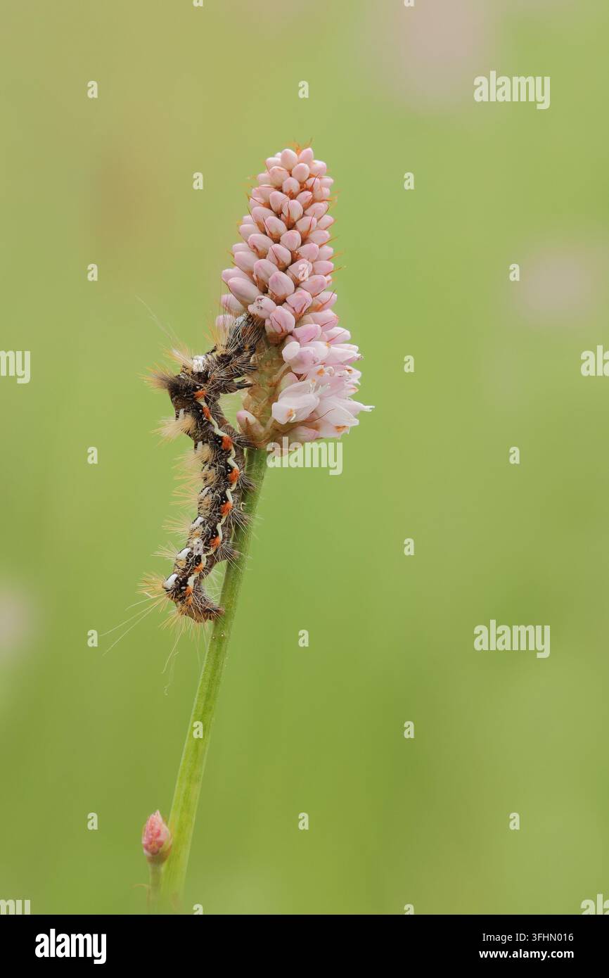 Chenille de l'achillée (Acronicta rumicis) Banque D'Images