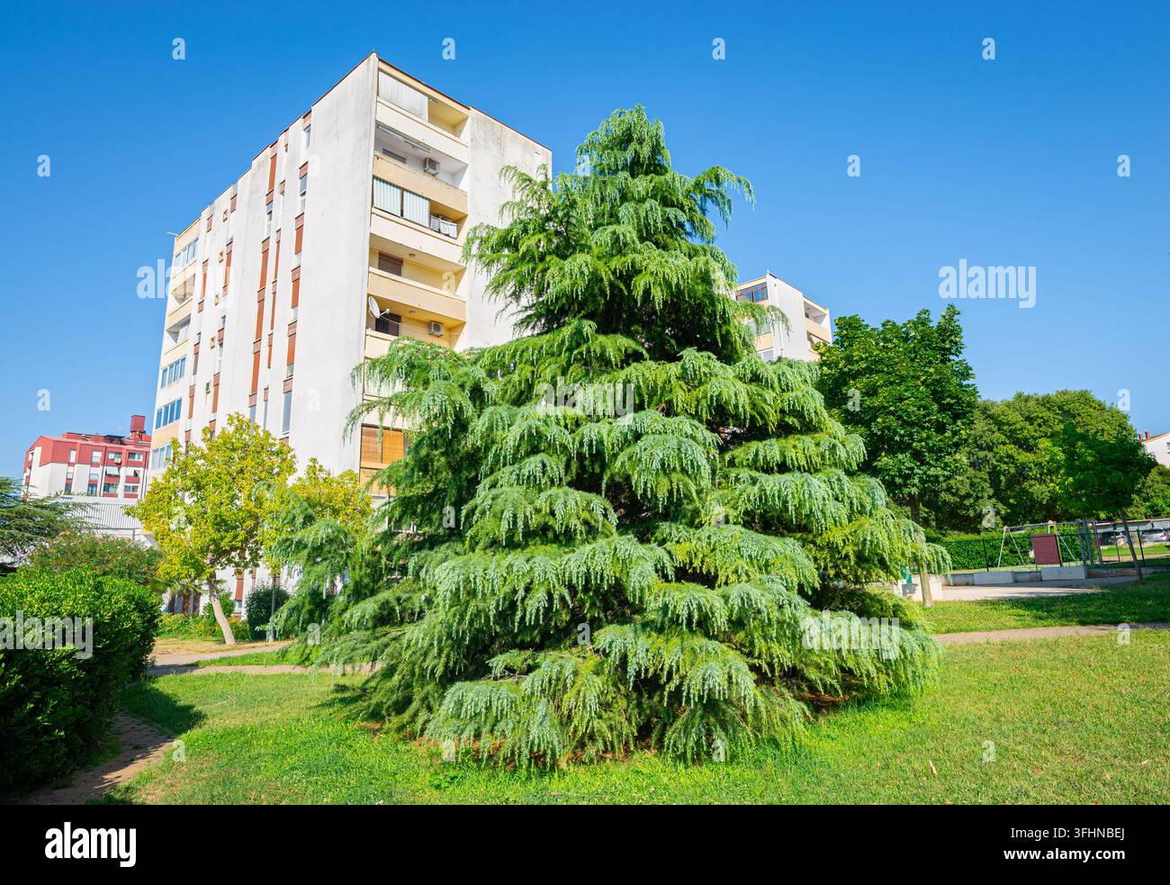 Cèdre toujours vert dans un parc urbain à côté d'un immeuble d'appartements résidentiels sous un ciel d'été clair. Banque D'Images