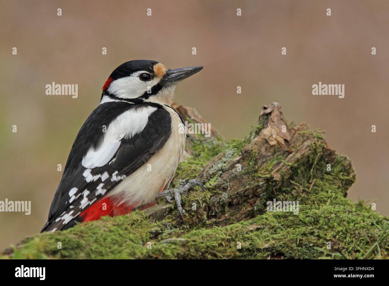 Pic vert, Dendrocopos major, Pic vert, Grand pic Banque D'Images