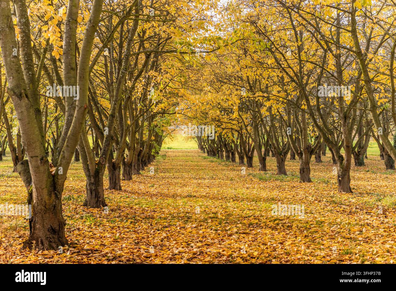 Cerisiers dans un verger en automne. Banque D'Images