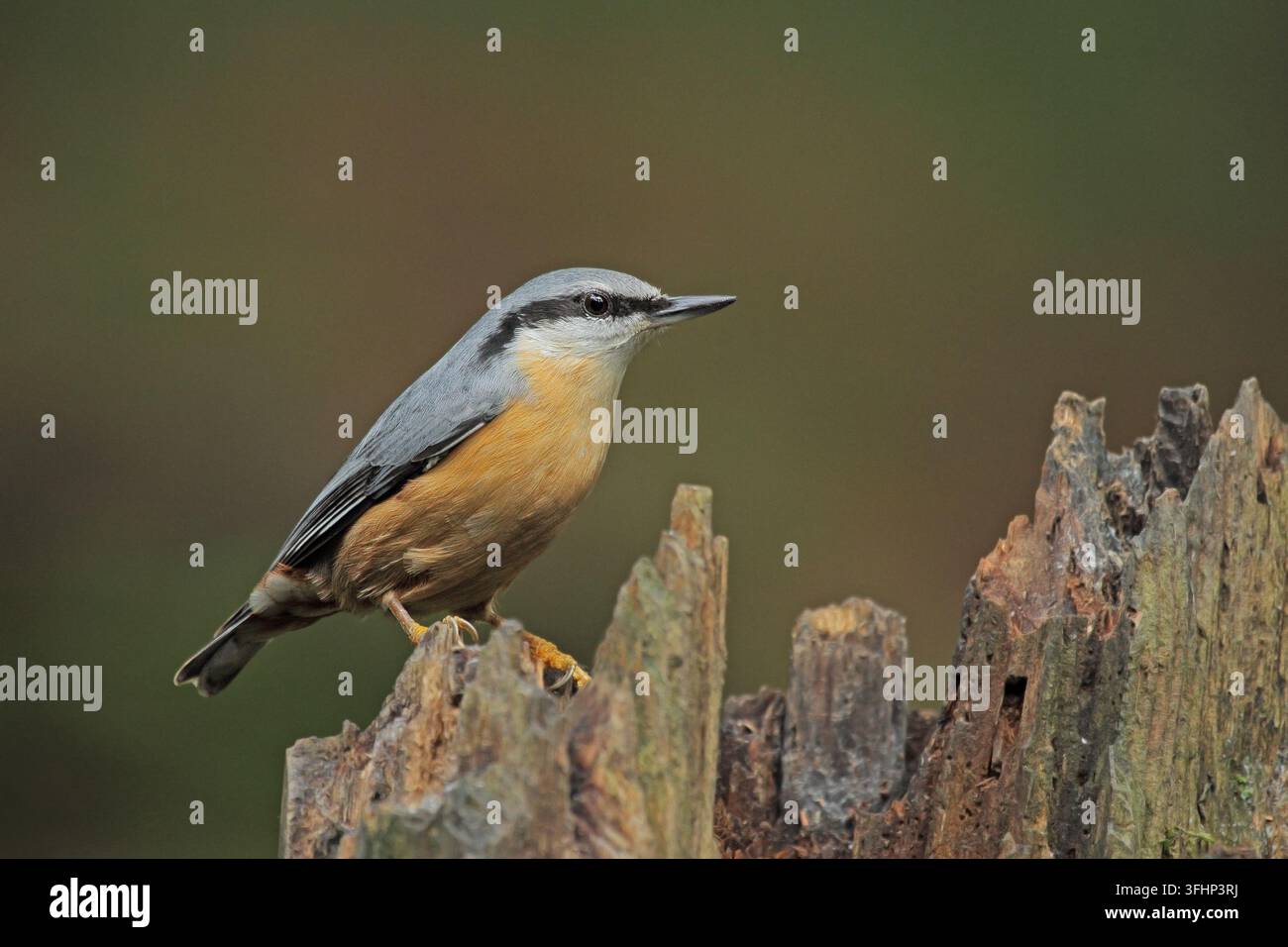 Blanche (Sitta europaea) Banque D'Images