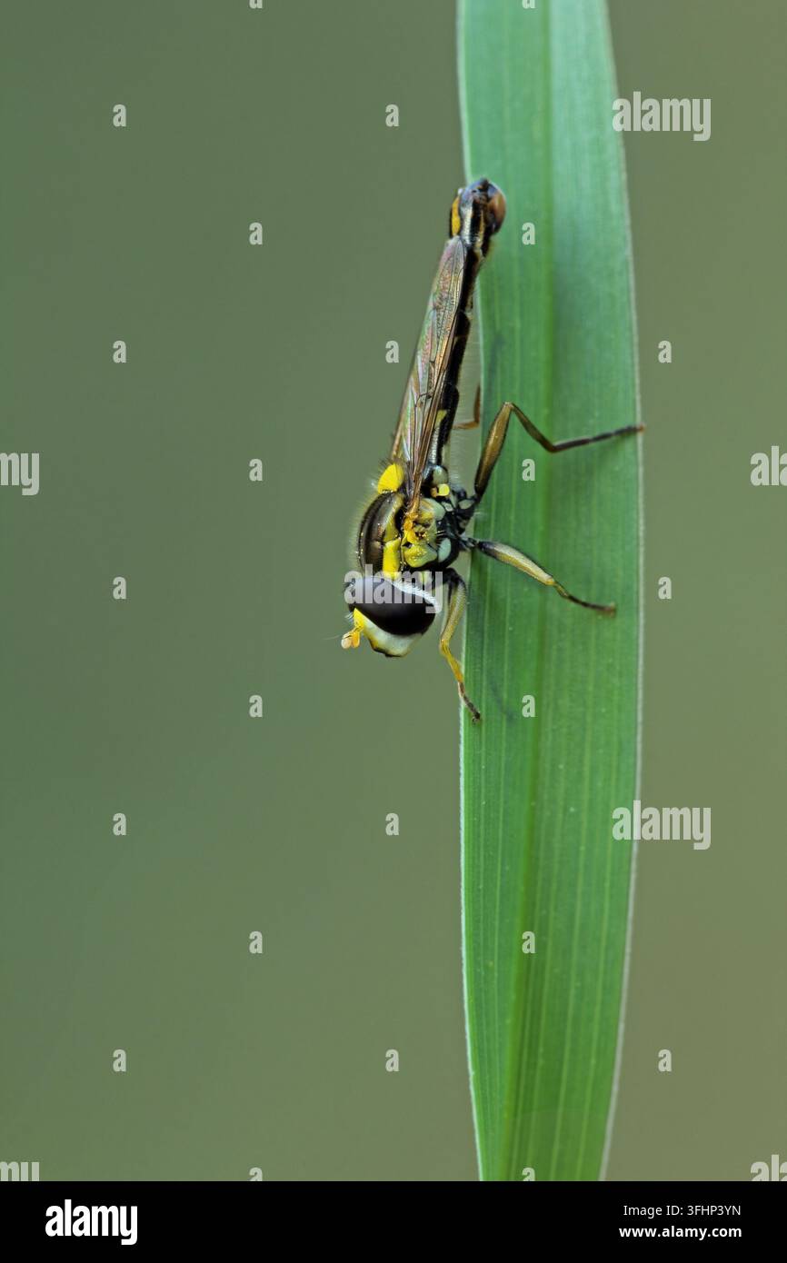 mouche longue (Sphaerophoria scripta) Banque D'Images