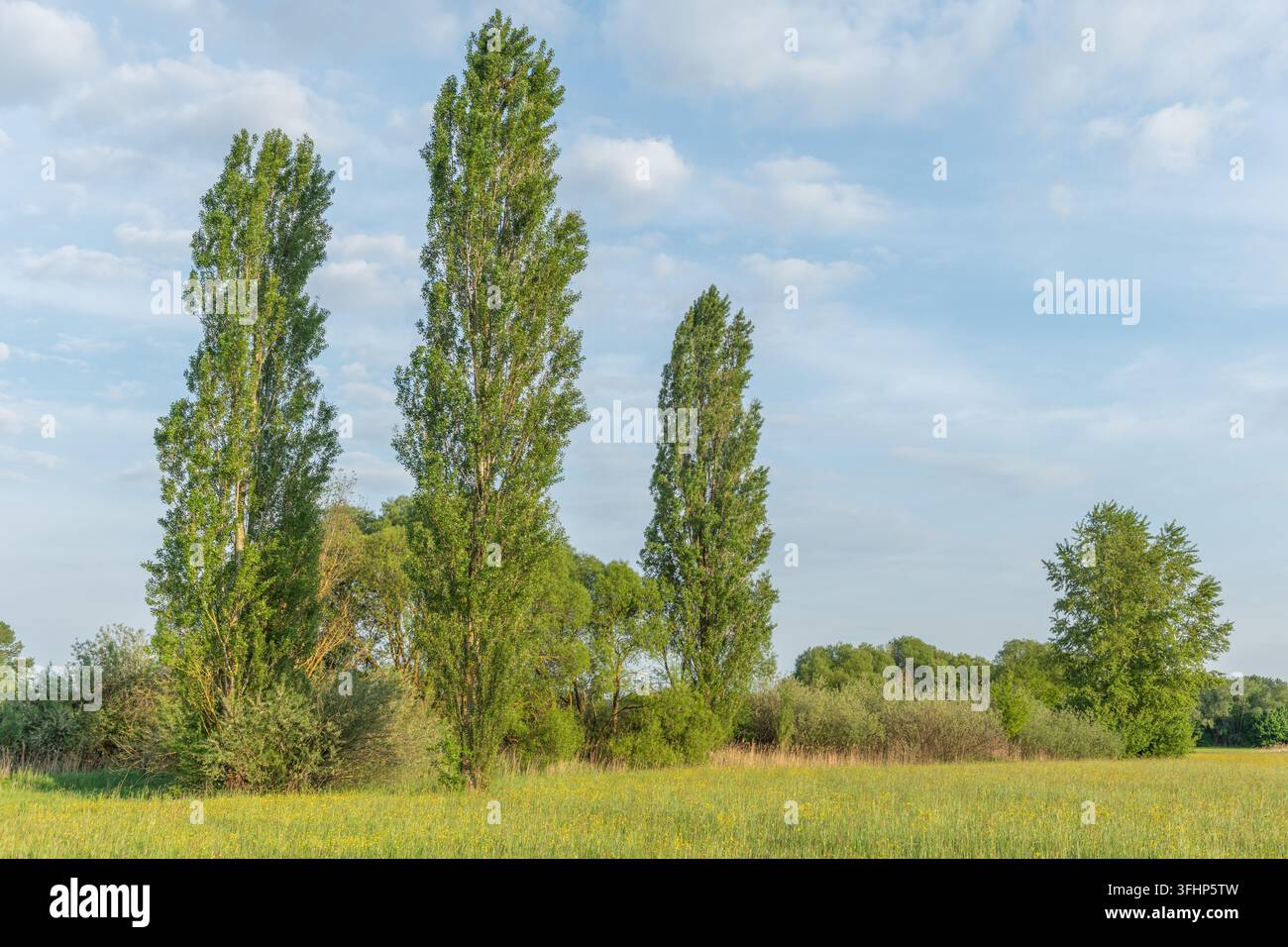 Grands peupliers dans une prairie en fleurs au printemps. Banque D'Images
