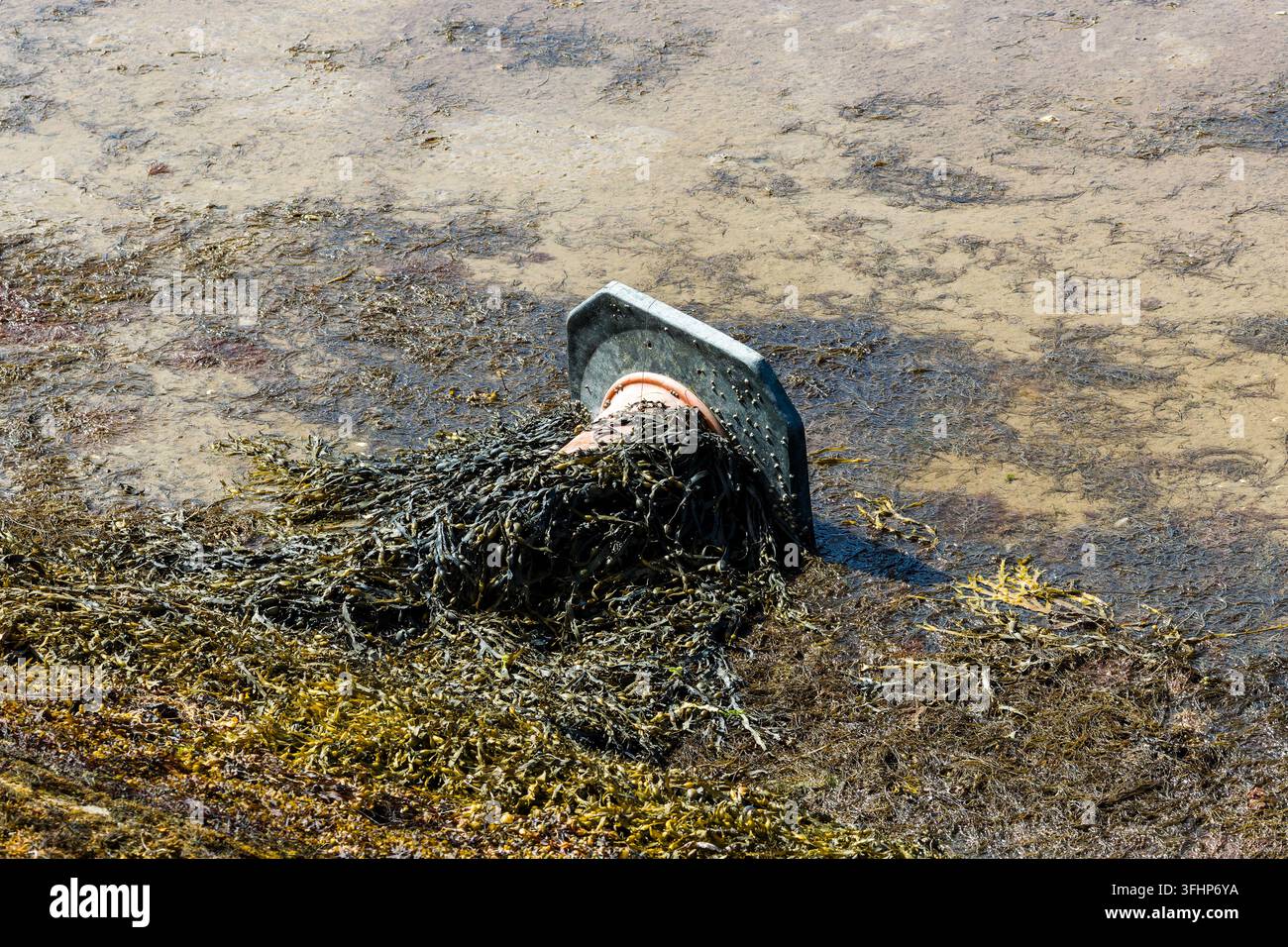 Vue à angle élevé des déchets marins sur la rive d'un estuaire, cône de signalisation abandonné recouvert de varech, mettant en lumière les problèmes de pollution plastique côtière Banque D'Images