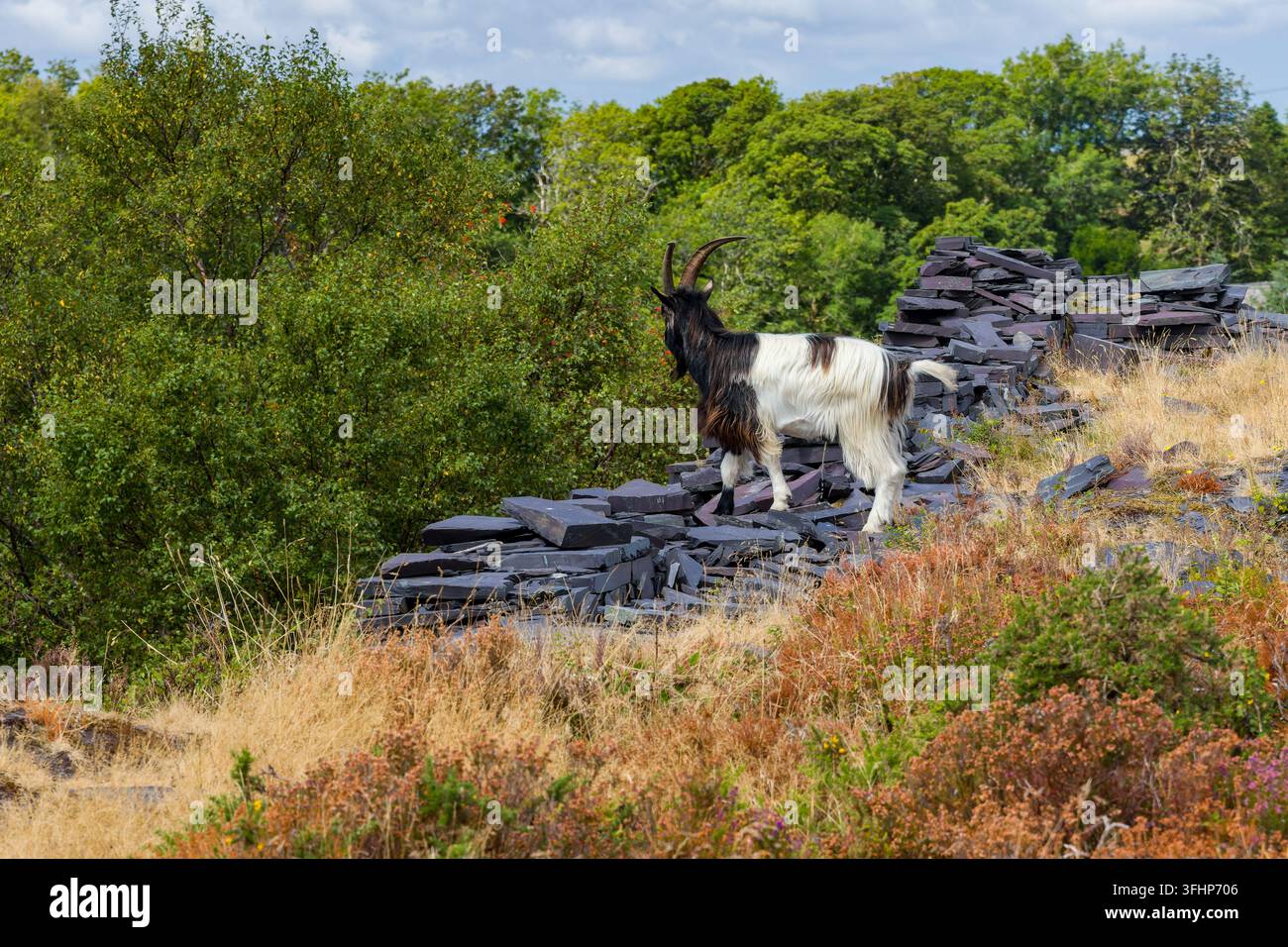 Chèvre sauvage à cornes marchant sur des roches en ardoise abandonnées, la végétation forestière environnante et l'herbe sèche poussant autour d'un ancien site de carrière industrielle Banque D'Images