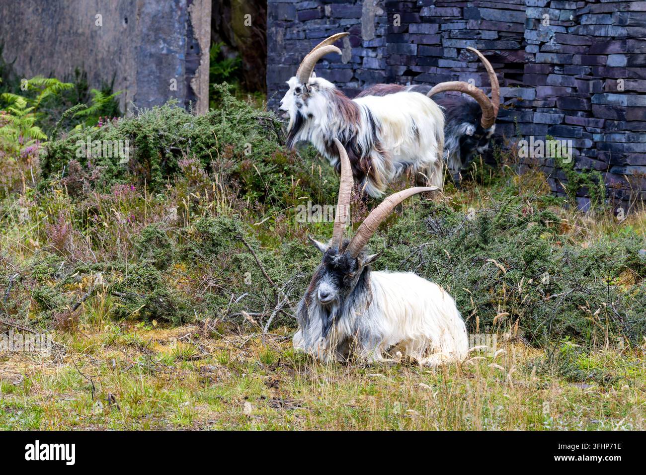 Chèvres sauvages à poils longs dans un paysage abandonné et accidenté, un animal allongé au premier plan parmi les herbes sauvages et la bruyère sous des ruines en ardoise Banque D'Images