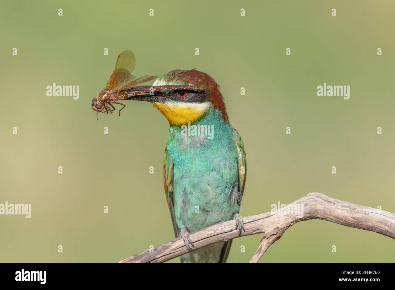 Guêpier d'Europe (Merops apiaster) posé sur une branche avec une libellule dans son bec. Banque D'Images