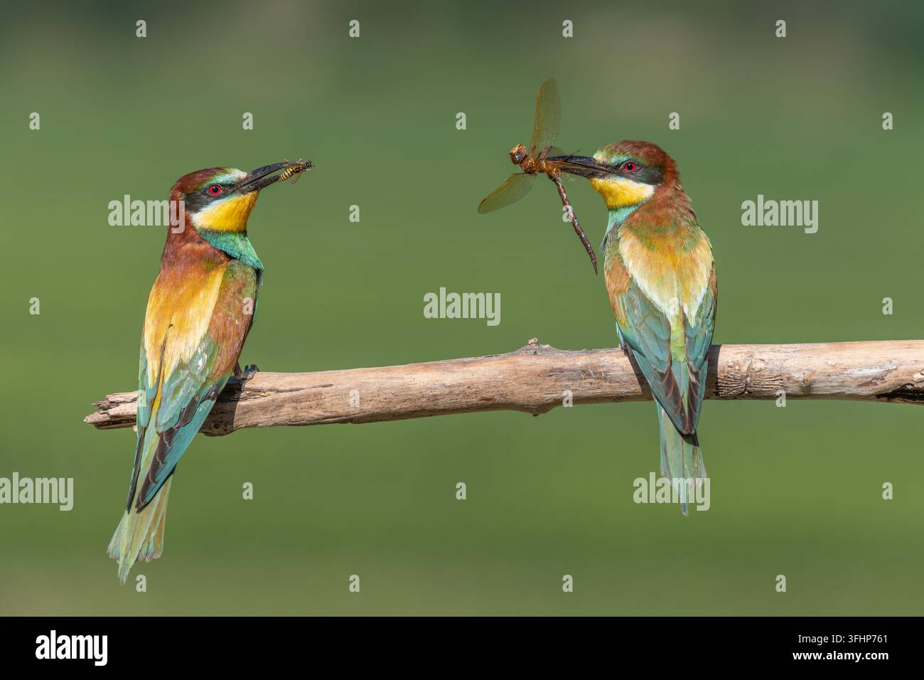Deux guêpiers d'Europe (Merops apiaster) perchés sur une branche avec une libellule dans le bec. Banque D'Images
