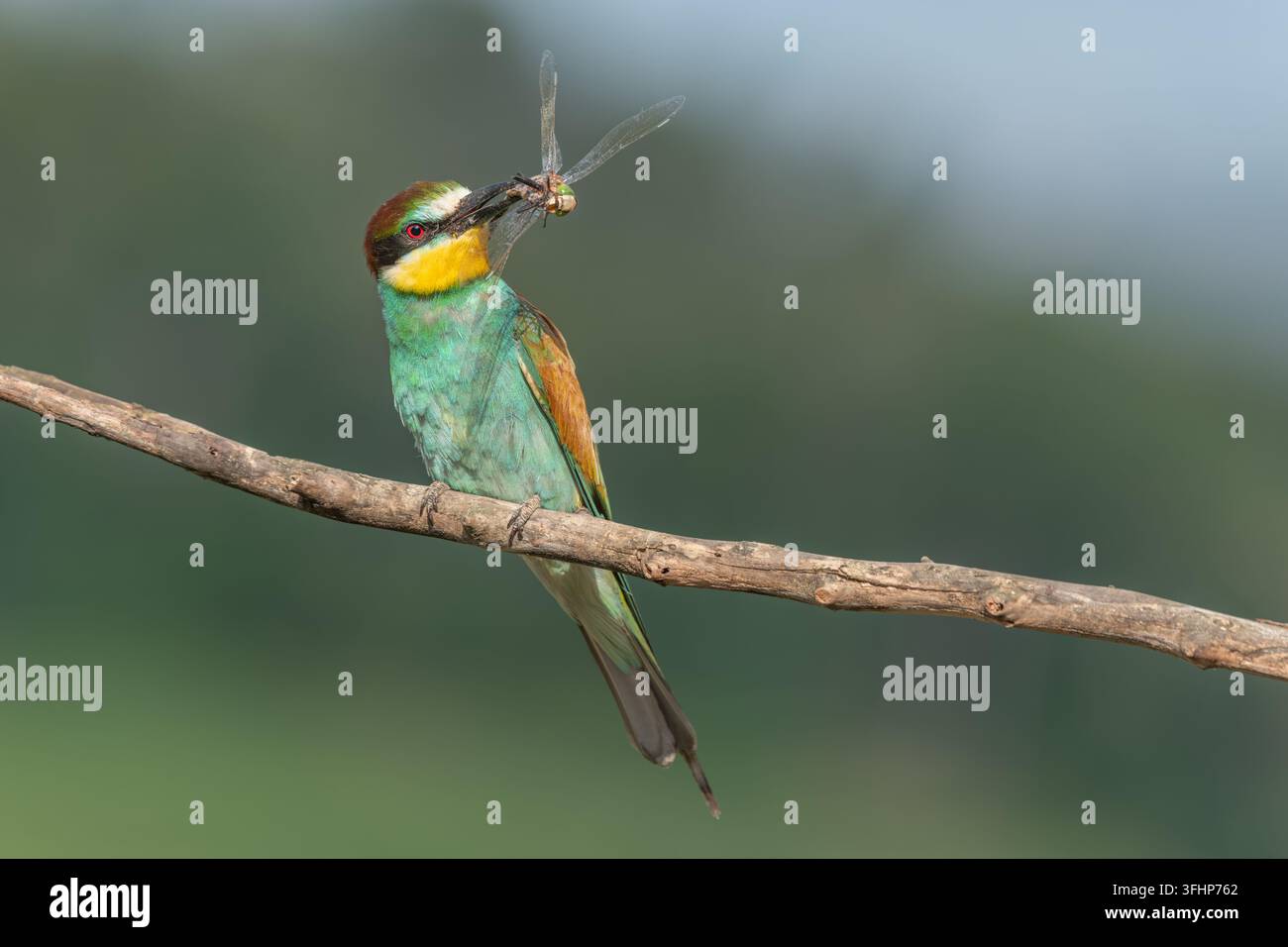 Guêpier d'Europe (Merops apiaster) posé sur une branche avec une libellule dans son bec. Banque D'Images
