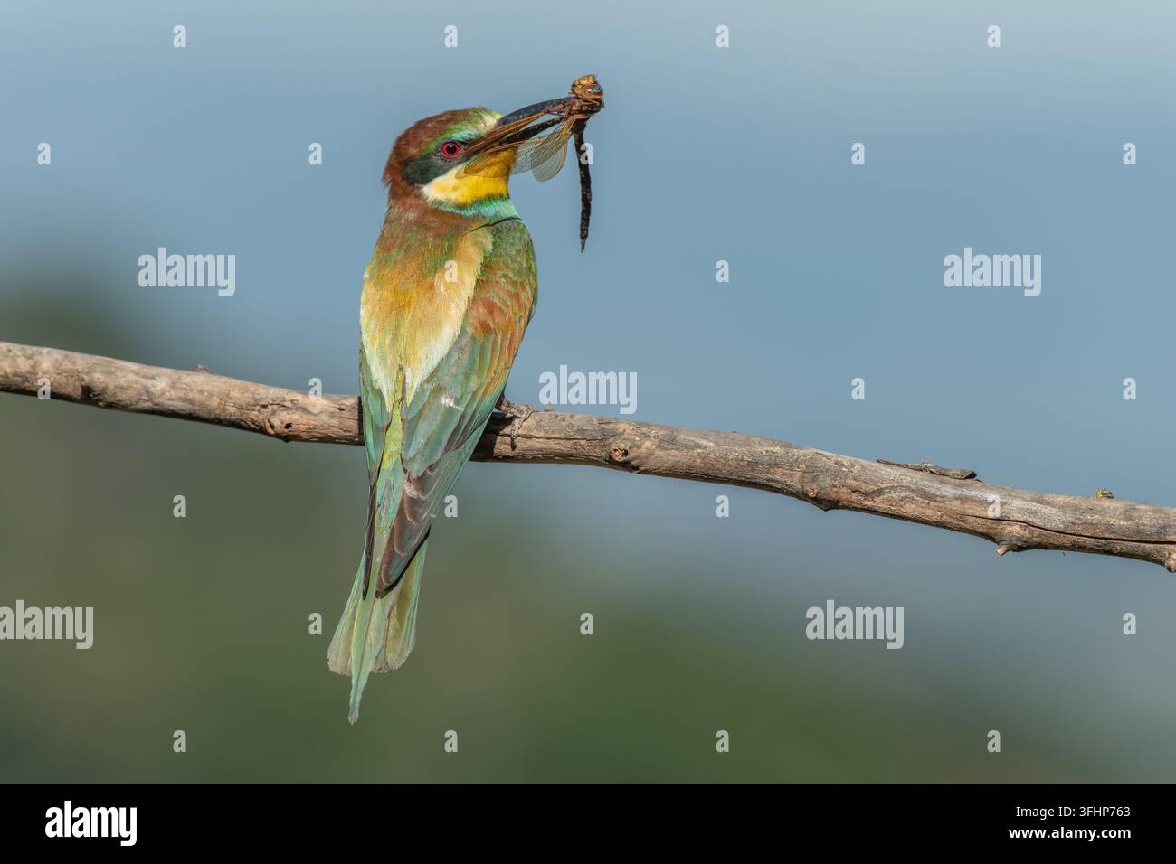 Guêpier d'Europe (Merops apiaster) posé sur une branche avec une libellule dans son bec. Banque D'Images