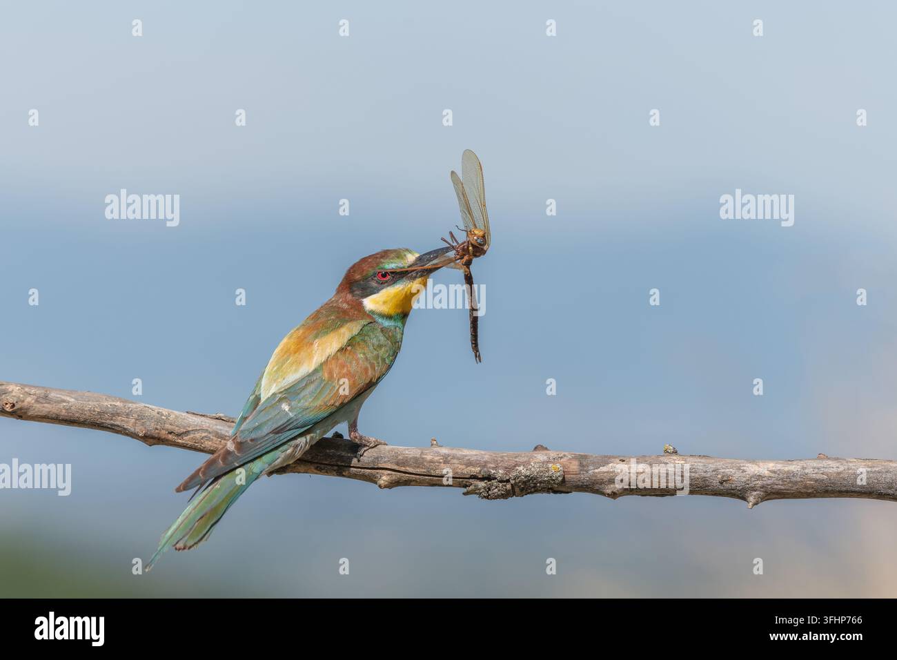 Guêpier d'Europe (Merops apiaster) posé sur une branche avec une libellule dans son bec. Banque D'Images