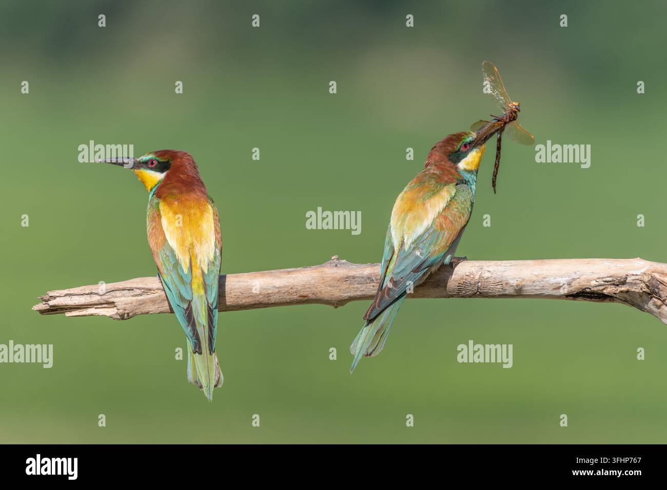 Deux guêpiers d'Europe (Merops apiaster) perchés sur une branche avec une libellule dans le bec. Banque D'Images