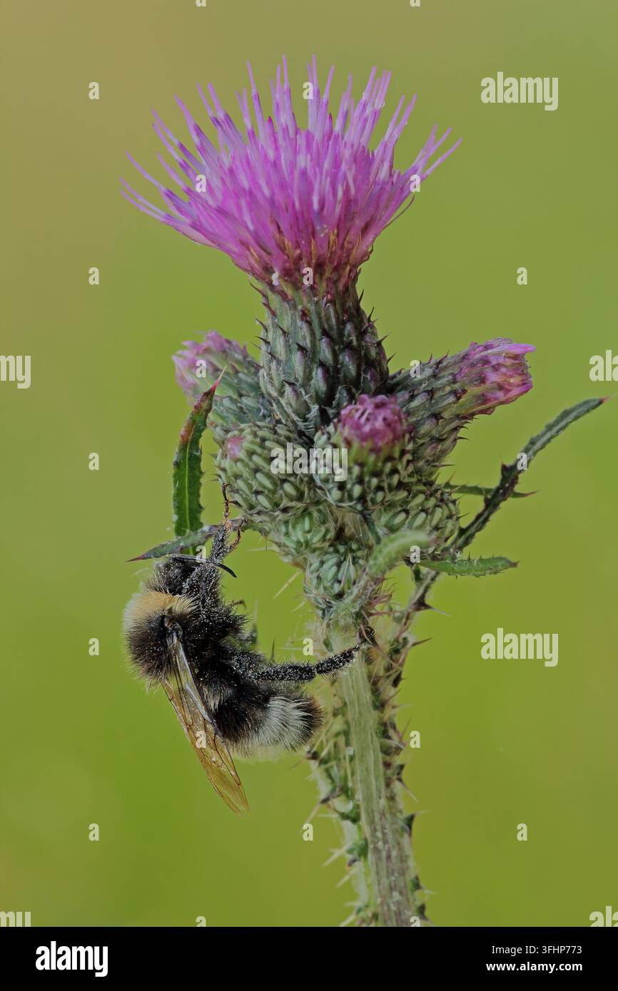 Les bourdons (Bombus hortorum jardin) Banque D'Images