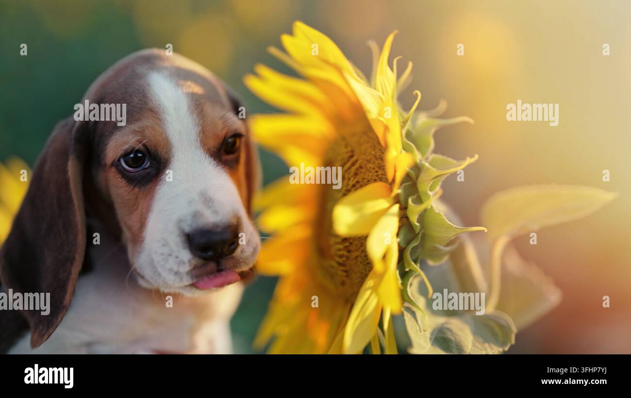 Petit chiot beagle renifle une fleur de tournesol dans un champ. Les beagles ont toujours faim, régime, publicité pour aliments pour animaux, nourriture pour chien, conce Banque D'Images