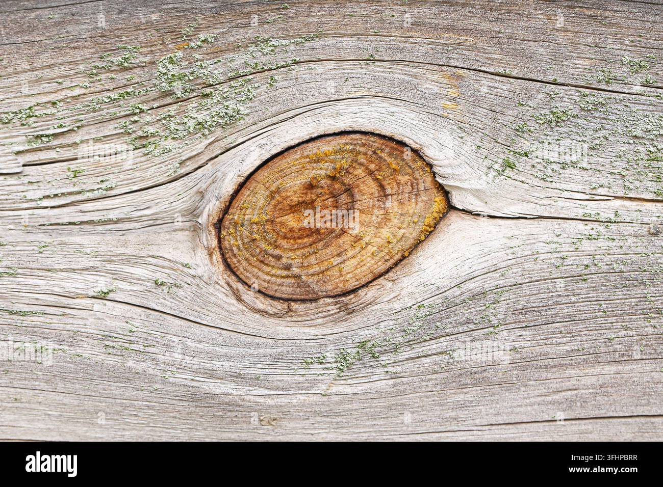 Texture naturelle de nœuds et de veines de bois sur une planche de bois érodée. Fond en bois pour motif de surface de menuiserie rustique et structure organique. Banque D'Images