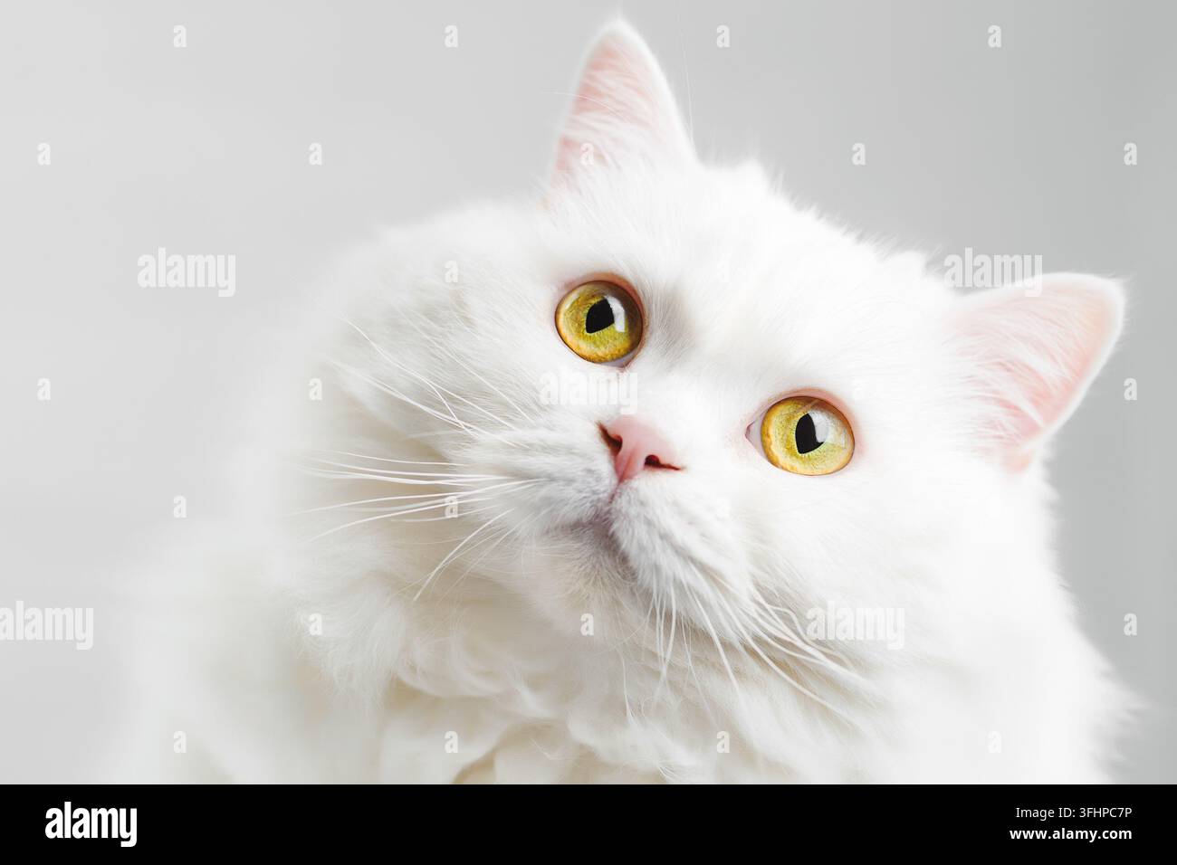 Portrait d'un chat écossais à poils droits des hautes terres blanc et duveteux isolé sur un fond blanc de studio. Mignon petit chat ou chaton wi Banque D'Images