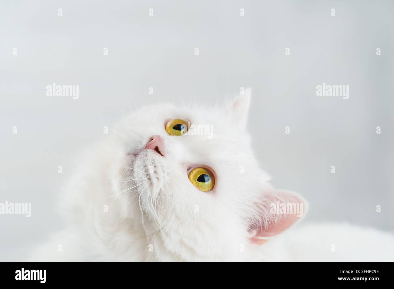 Portrait d'un chat écossais à poils droits des hautes terres blanc et duveteux isolé sur un fond blanc de studio. Mignon petit chat ou chaton wi Banque D'Images