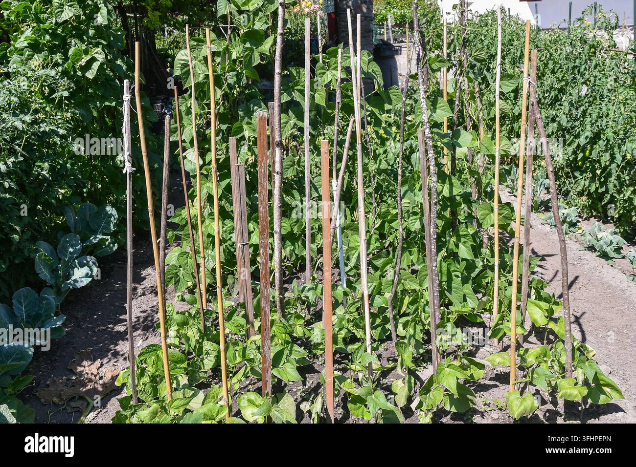 Vue rapprochée de plants de haricots runners cultivés soutenus par des tuteurs en bois dans un jardin alpin de Pré Saint Didier, Vallée d'Aoste, Italie Banque D'Images