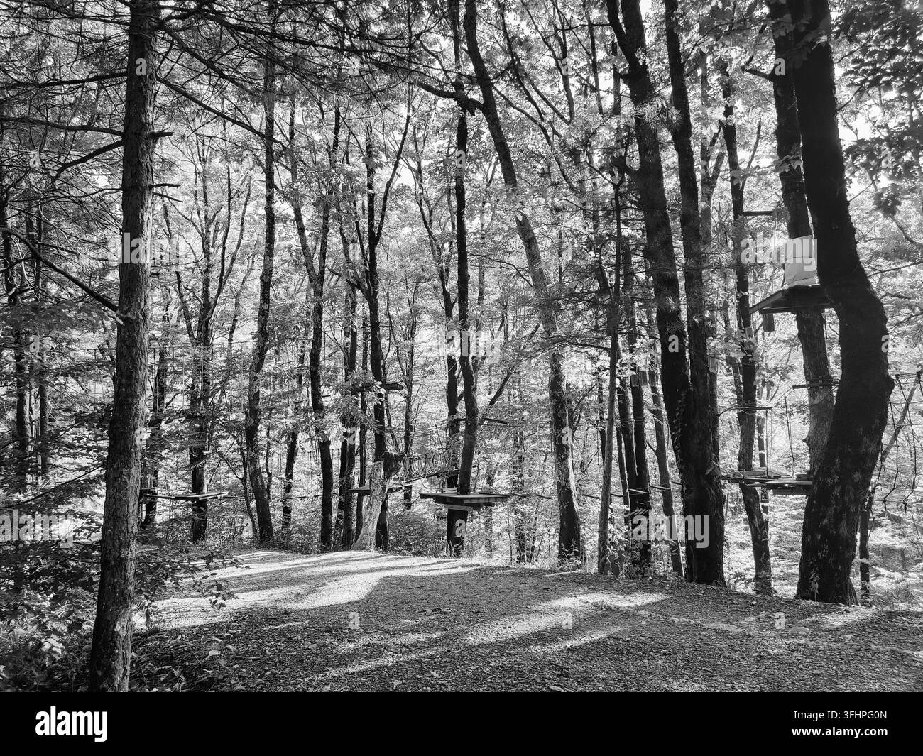 Paysage forestier en noir et blanc mettant en vedette un parcours suspendu. Paysage naturel Banque D'Images