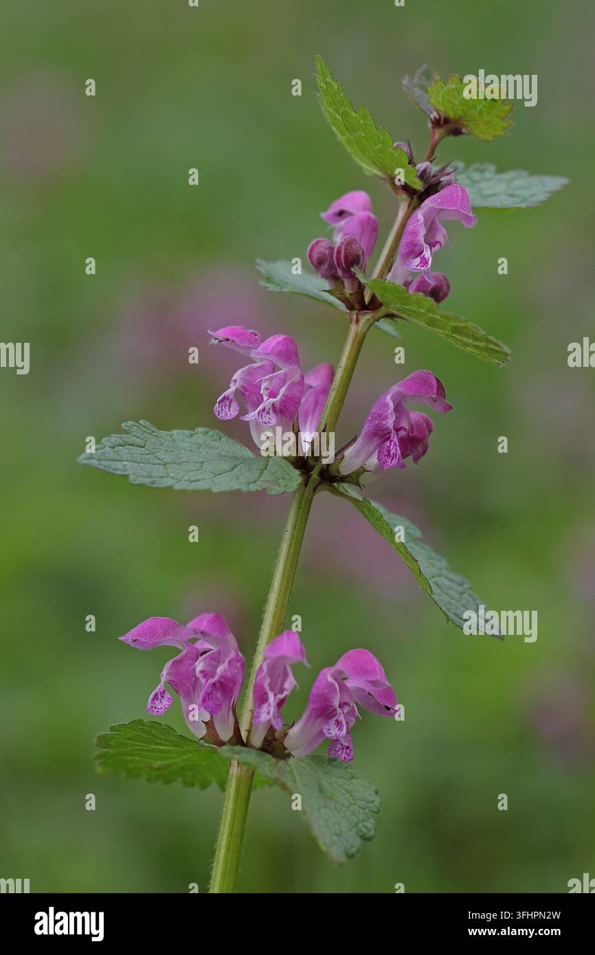 Repéré deadnettle (Lamium maculatum) Banque D'Images