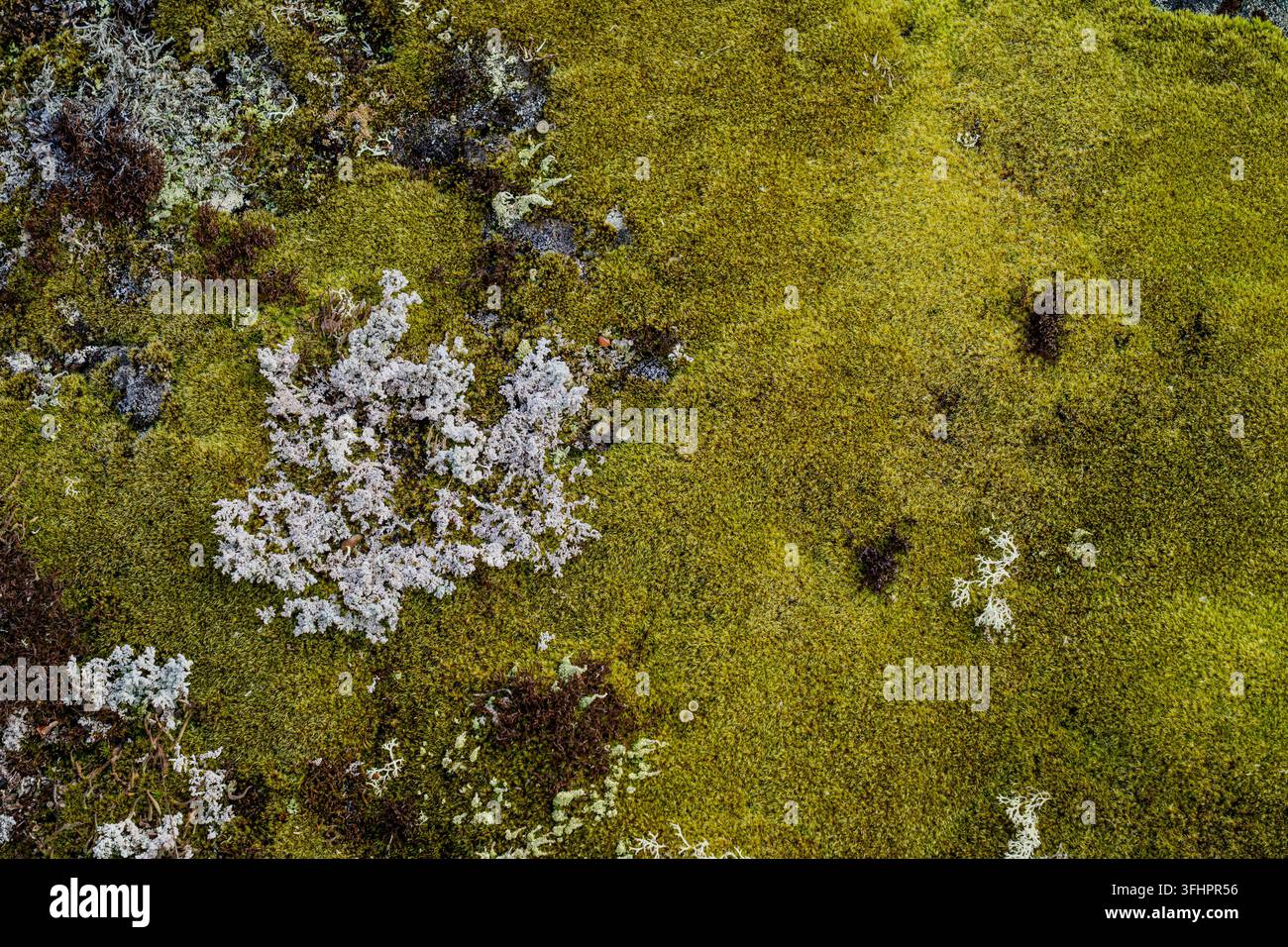 Mousse verte et lichens pâles recouvrant la toundra rocheuse scandinave Banque D'Images