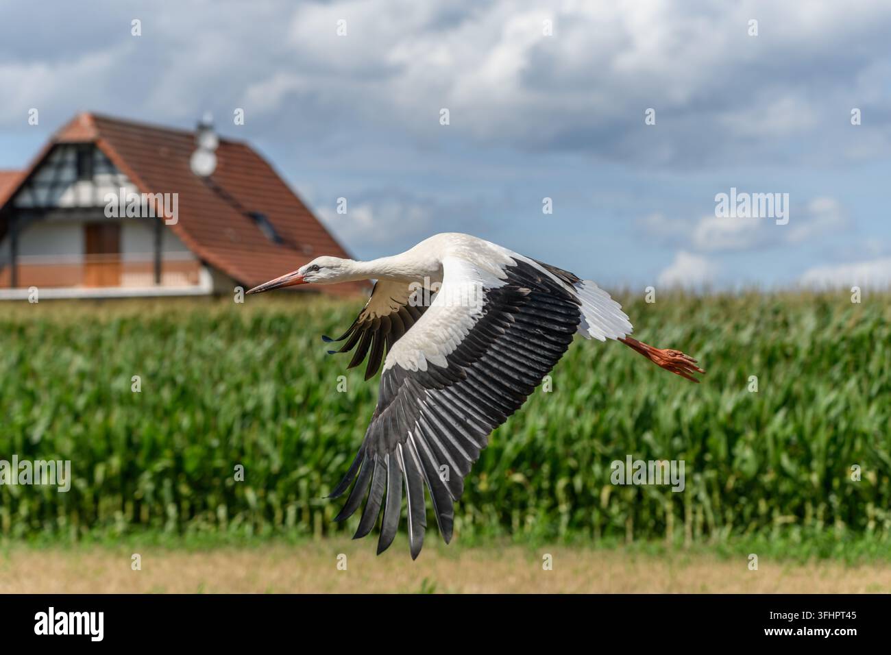 Cigogne blanche (Ciconia ciconia) en vol. Banque D'Images