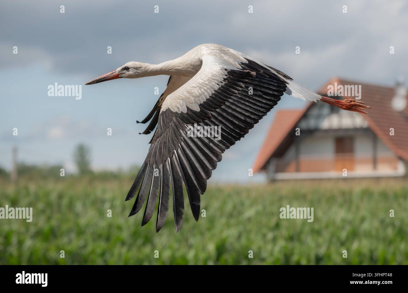 Cigogne blanche (Ciconia ciconia) en vol. Banque D'Images