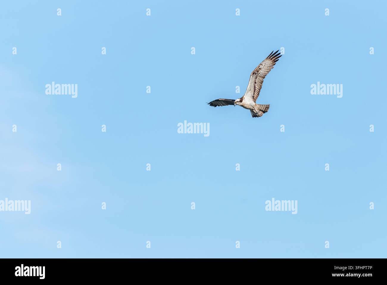 Héron pêcheur (Pandion haliaetus) volant au-dessus d'une marais. Banque D'Images
