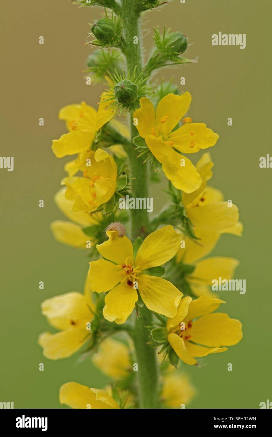 Aigremoine (Agrimonia eupatoria commun) Banque D'Images