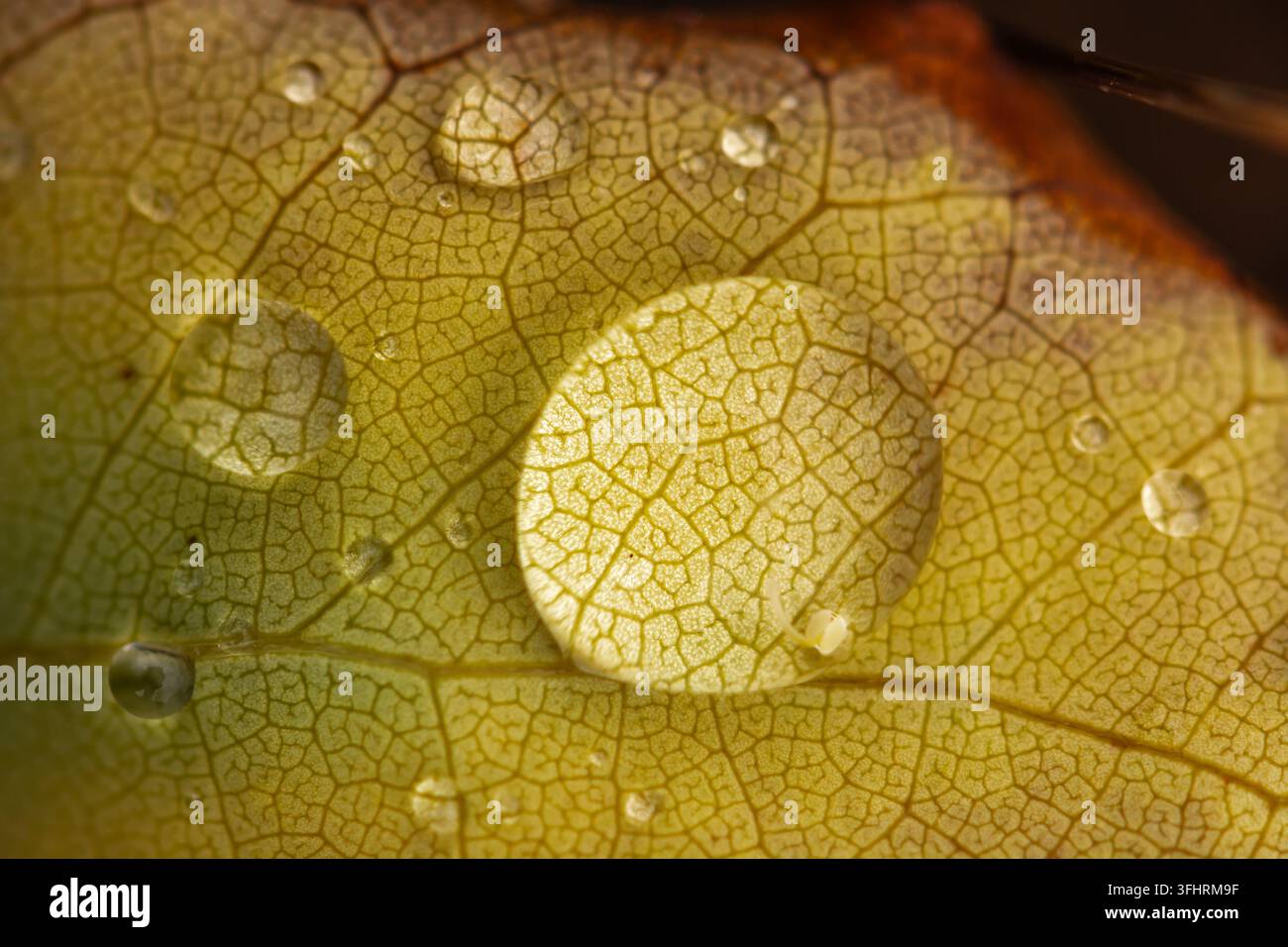 Une feuille avec des gouttelettes d'eau dessus Banque D'Images