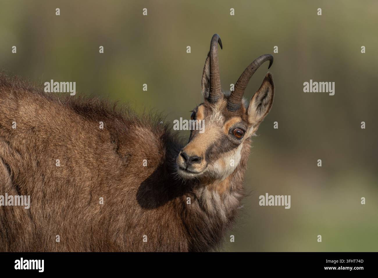Chamois (Rupicapra rupicapra) pendant la mue printanière. Banque D'Images