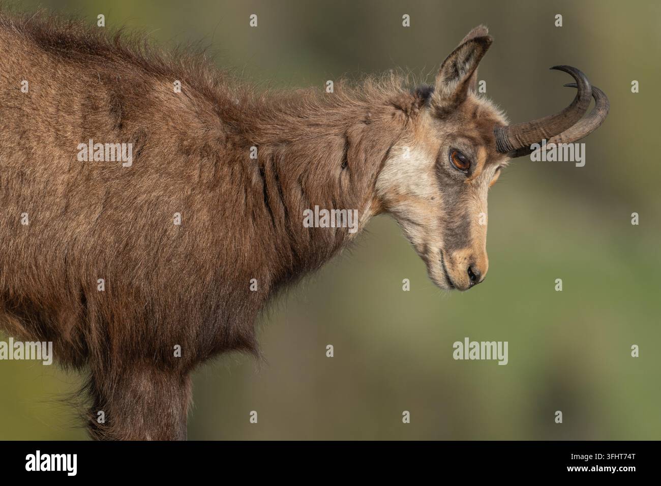 Chamois (Rupicapra rupicapra) pendant la mue printanière. Banque D'Images