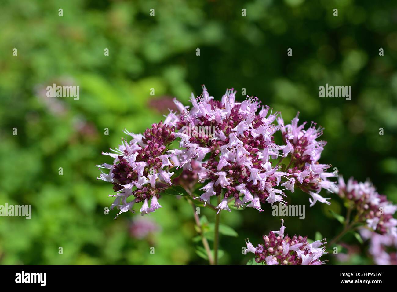 Fleurs d'origan violettes épanouies dans un jardin d'été Banque D'Images