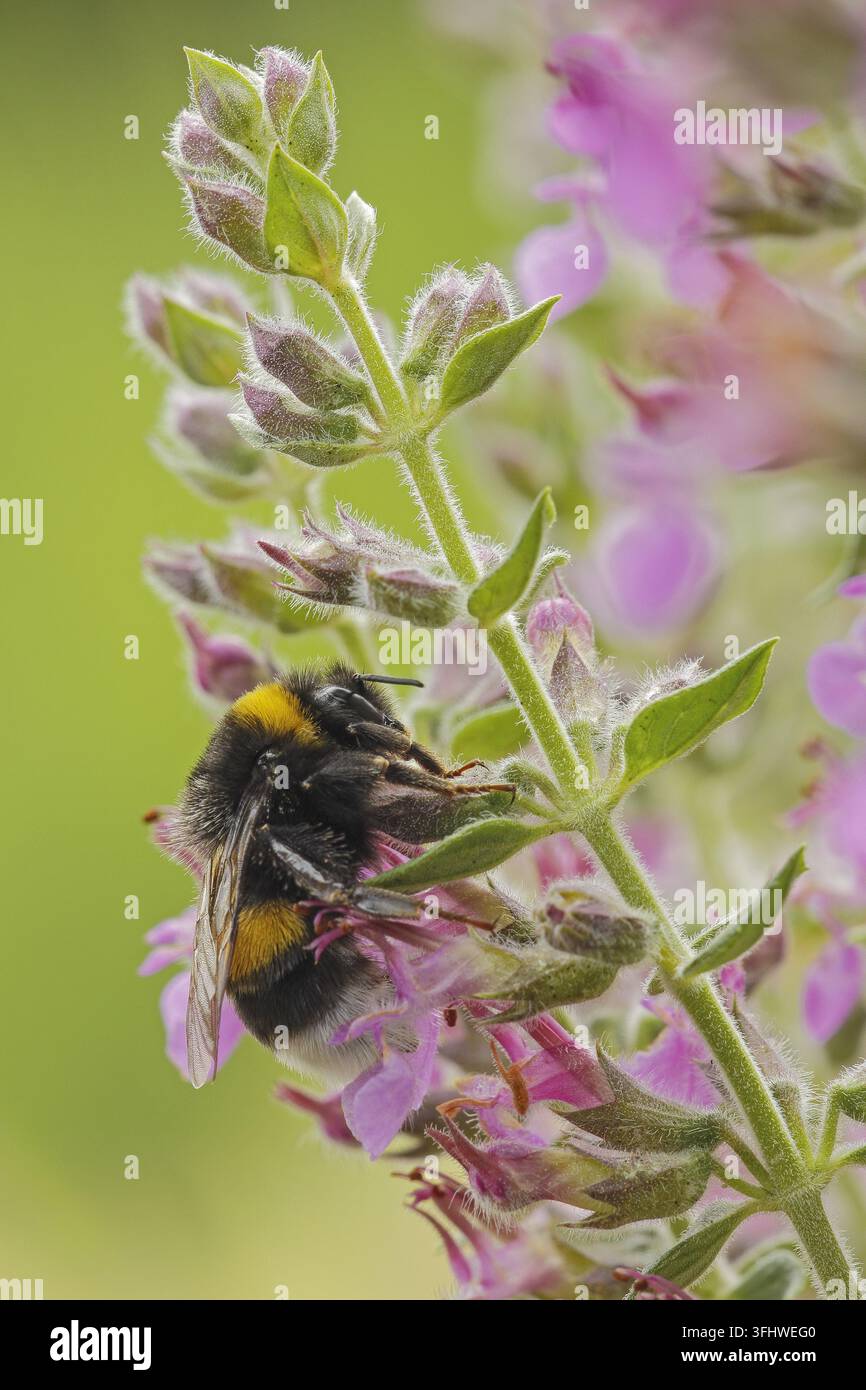 Buff-tailed bourdon (Bombus terrestris) Banque D'Images