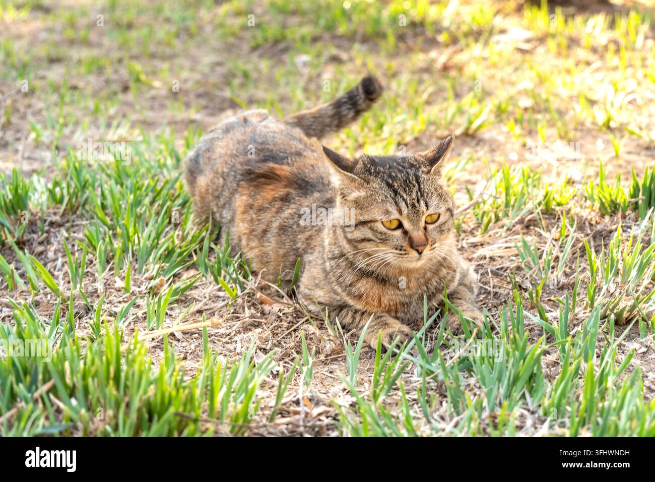 Chat domestique tigré allongé sur l'herbe extérieure en posture de chasse Banque D'Images