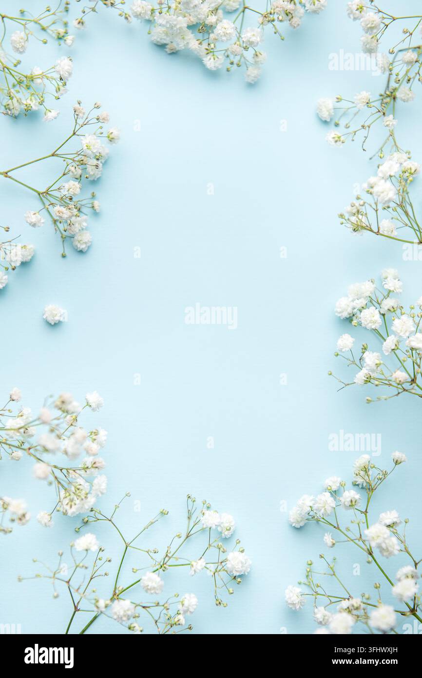 Fleurs de gypsophile ou de bouquets de mariée blanches sur fond bleu. Banque D'Images